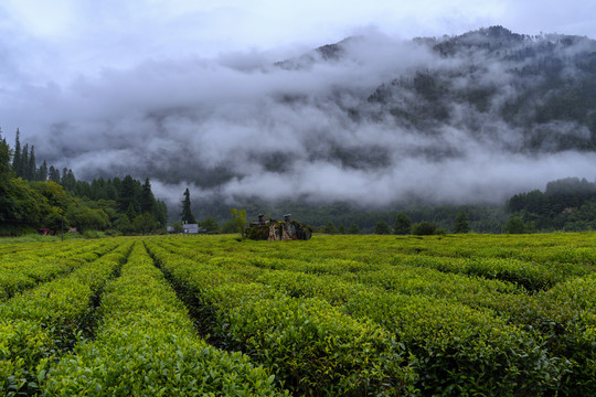 易贡茶田