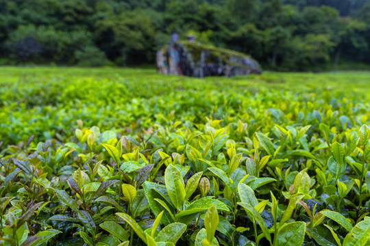 易贡茶场