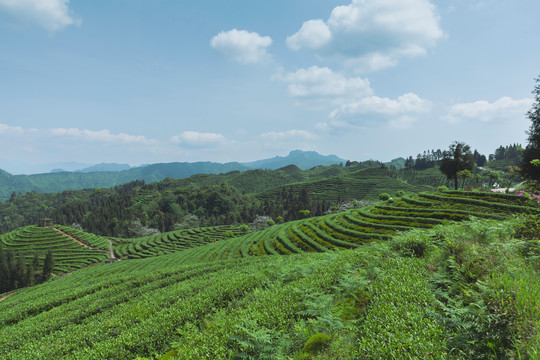 蓝天白云蜿蜒茶山风光