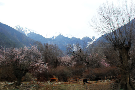 雪山绿植春天