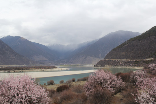 高原桃花