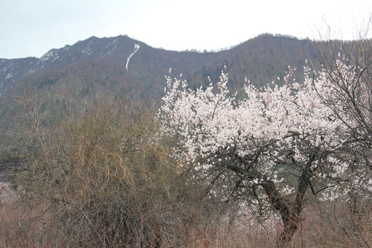 桃花春意