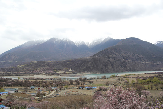 雪山田园桃花