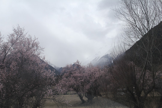 雪山桃花