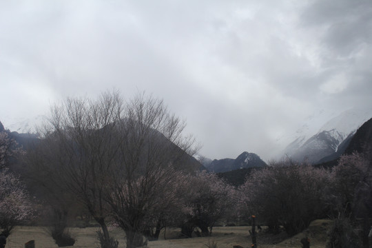 雪山桃花