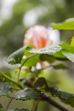 雨后玫瑰叶