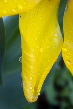 雨后的花瓣