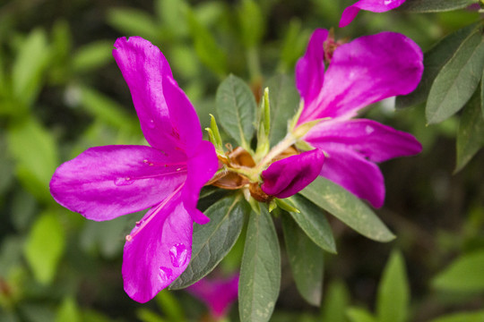 杜鹃花