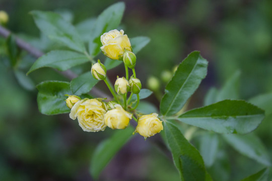 木香花