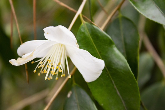 白色山茶花