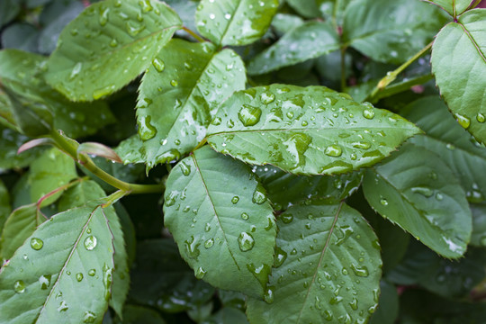 雨后玫瑰叶