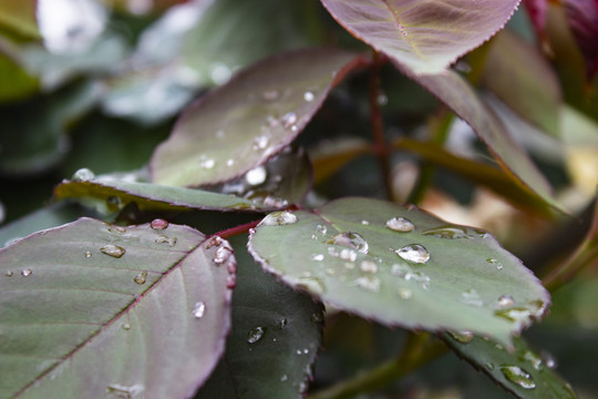 雨后玫瑰叶