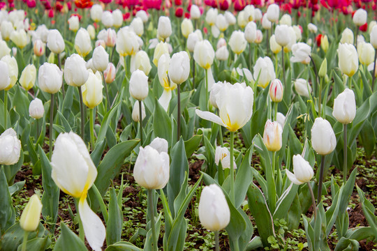 郁金香花海