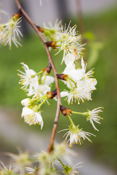 樱花