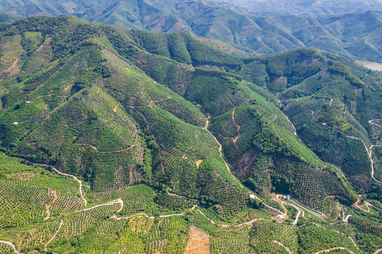 百色田东芒果种植基地