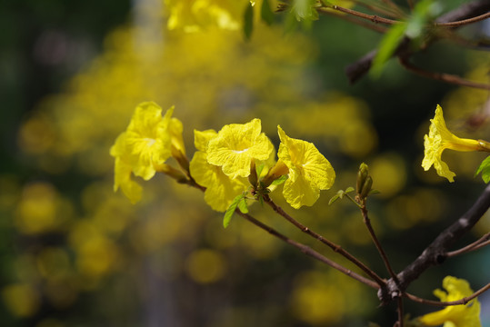 黄花风铃木