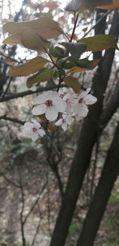 手机壁纸紫叶李