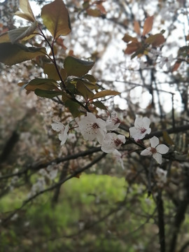 紫叶李花卉