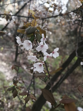 紫叶李白色小花