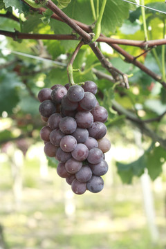 成熟的葡萄