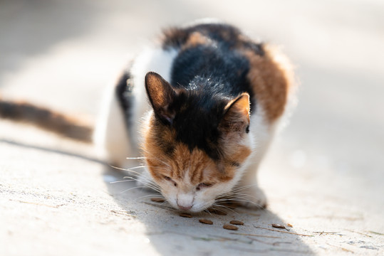 流浪猫