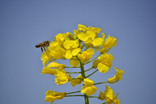 油菜花