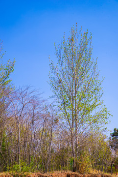 小树林