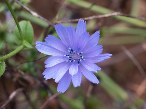 菊苣的开花期