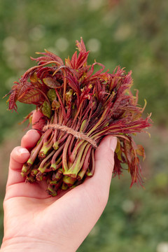 红油香椿芽