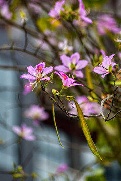 紫荆花