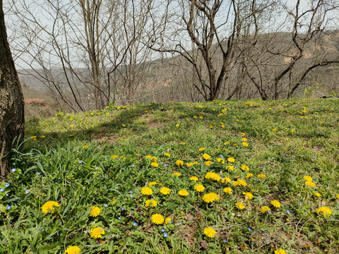 陌上花开