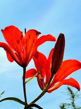 野百合花