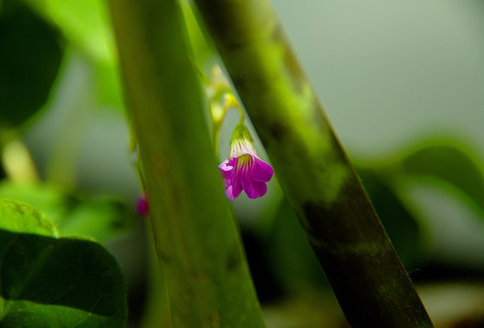 槠头红花