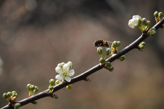 李花开昆虫来