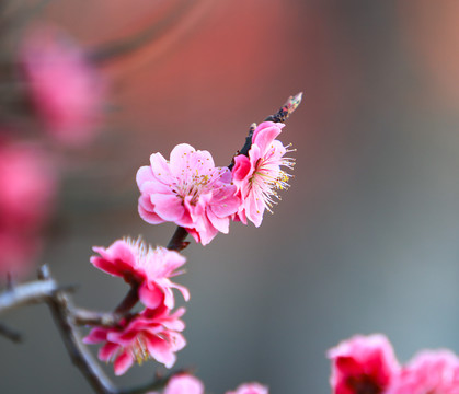 春天的花朵