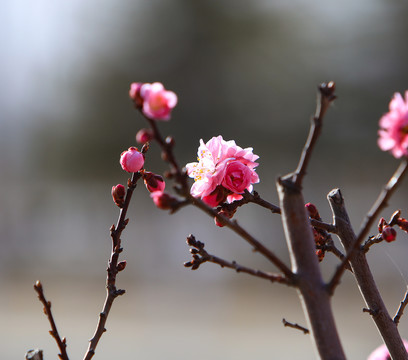 春天的花朵