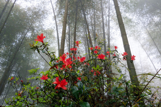 竹林中的杜鹃花