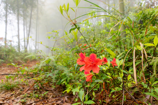 竹林中的杜鹃花