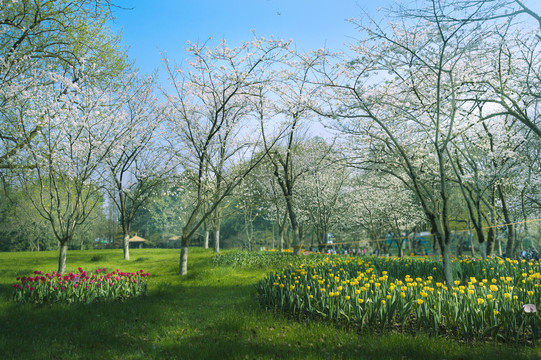 杭州太子湾公园樱花