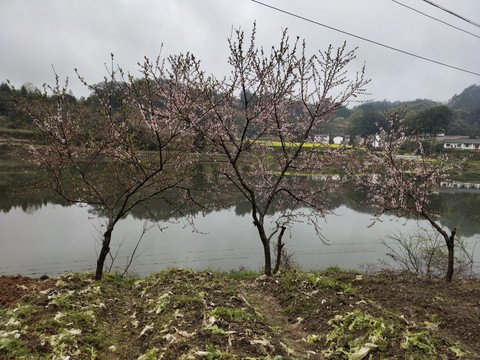 桃花树