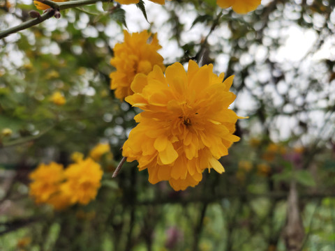 棣堂花特写