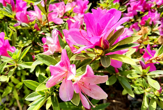 野生杜鹃花