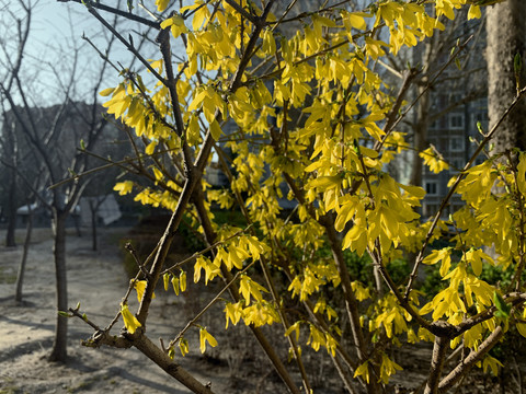 迎春花开