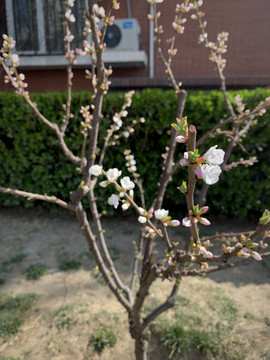 李子开花