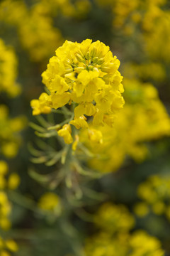 花卉素材油菜花