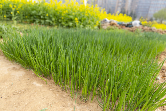 蔬菜田園