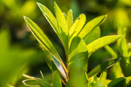 春天绿色植物背景树叶小草