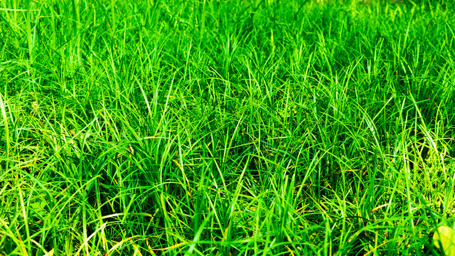 春天绿色植物背景树叶小草