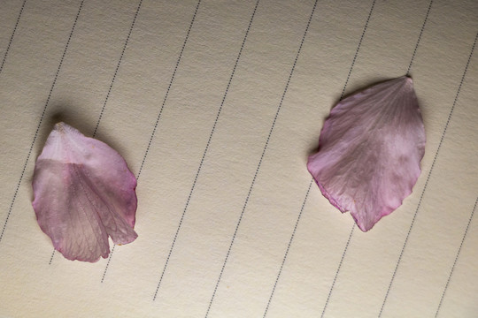 花朵花卉粉色樱花背景