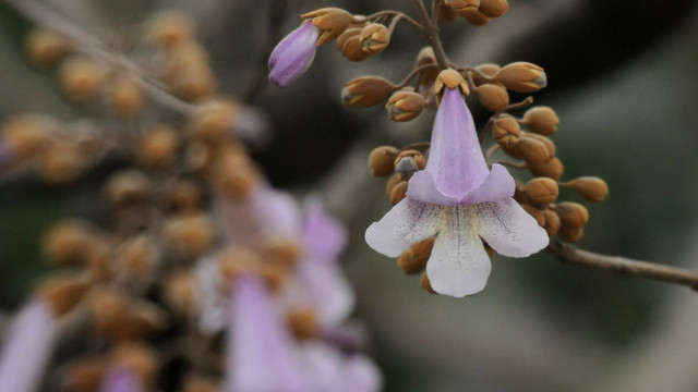 泡桐花